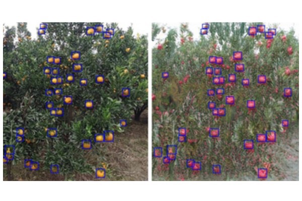 Innovations in DomAda-FruitDet for Smart Orchard Technology