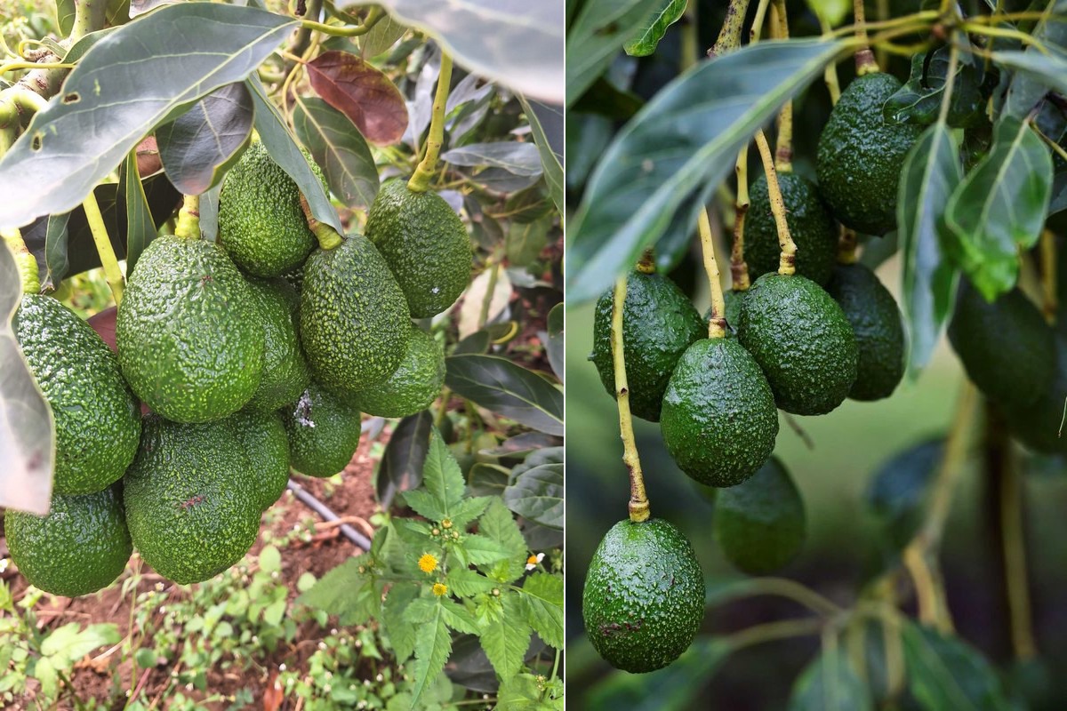 "Europe takes over 70 of the market share for Kenyan avocados"