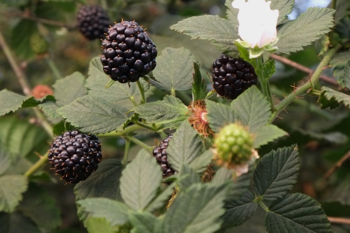 Sweet Karoline blackberry’s growth in Mexico