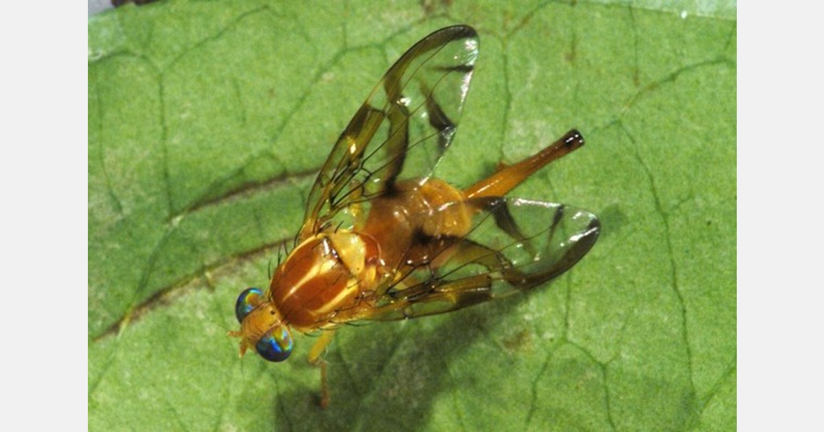 APHIS establishes Mexican Fruit Fly Quarantine Areas in Texas