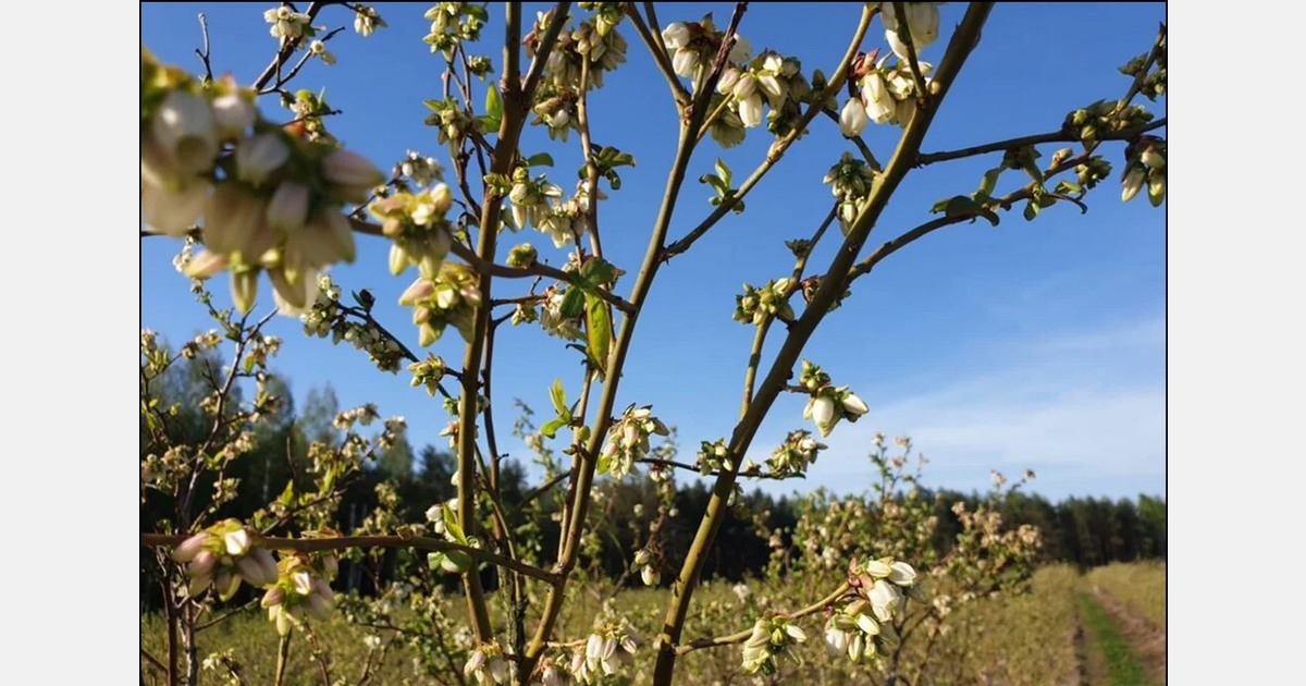 Polsce grozi utrata zbiorów jagodowych