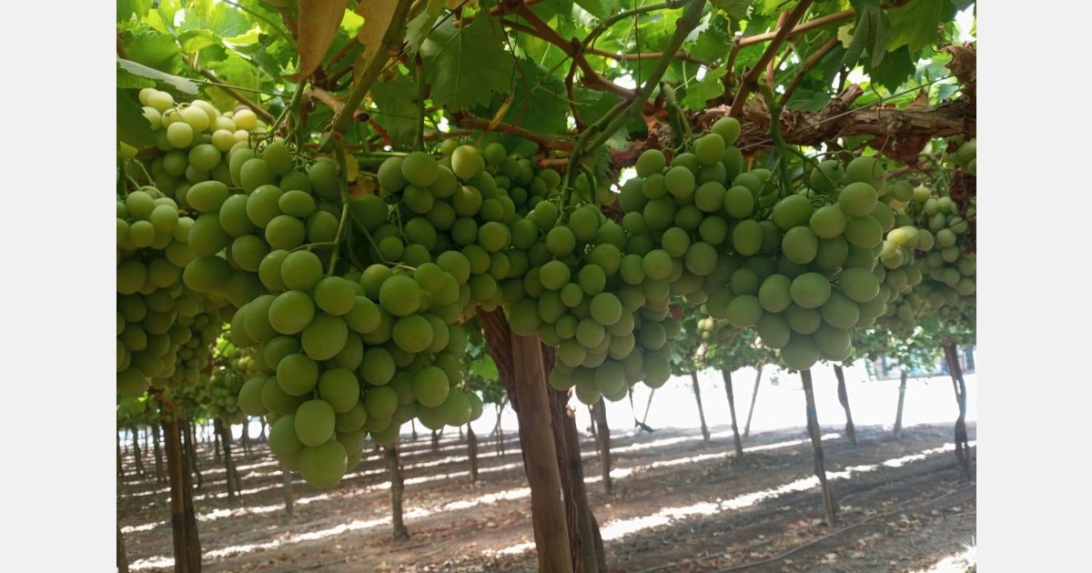 Finaliza la cosecha de uva de mesa 2024 de Chile