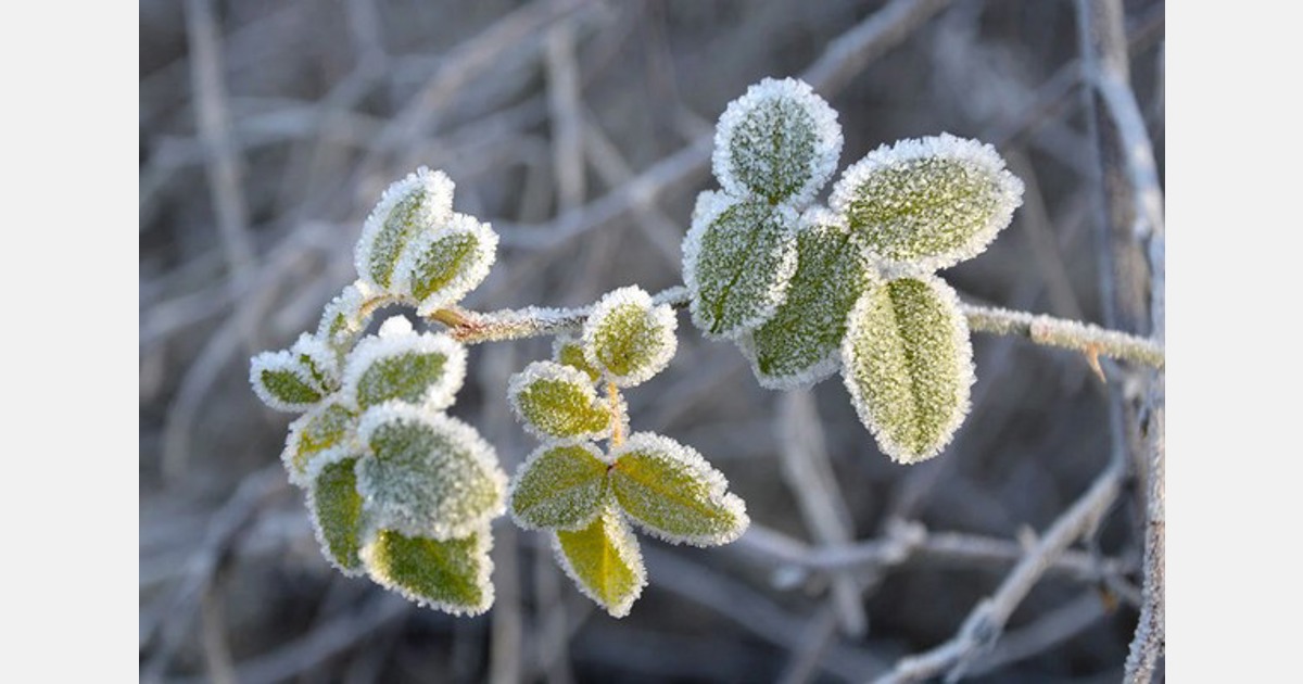 Návrat chladného počasí ovlivňuje české plodiny