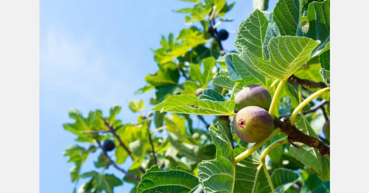 More historic timing on California’s fig season