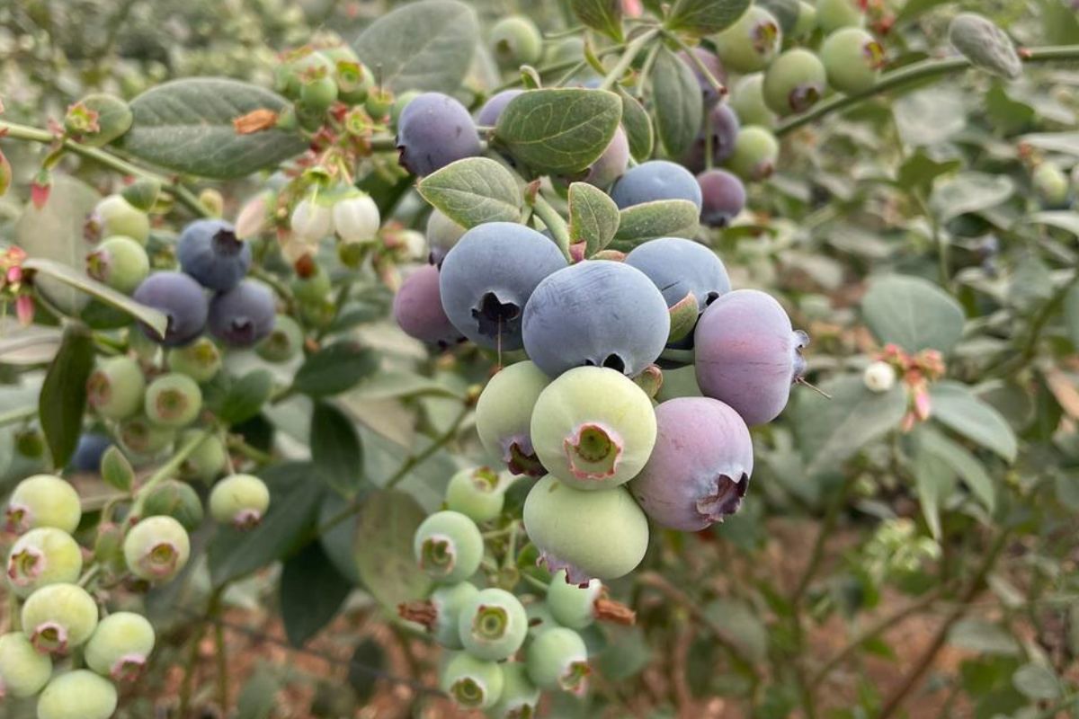 Egyptian blueberry prices down 50 on last season