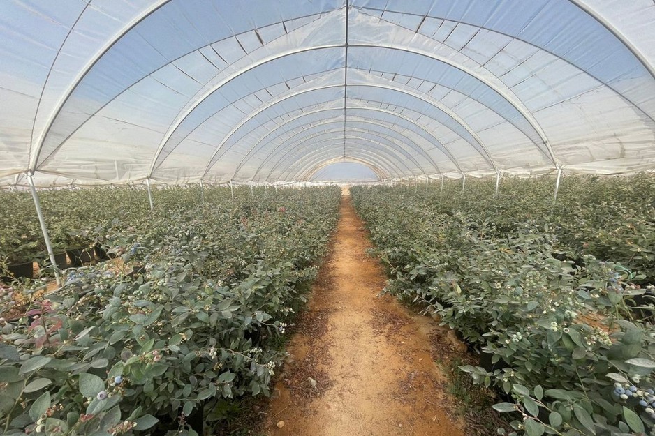 Egyptian blueberry prices down 50 on last season