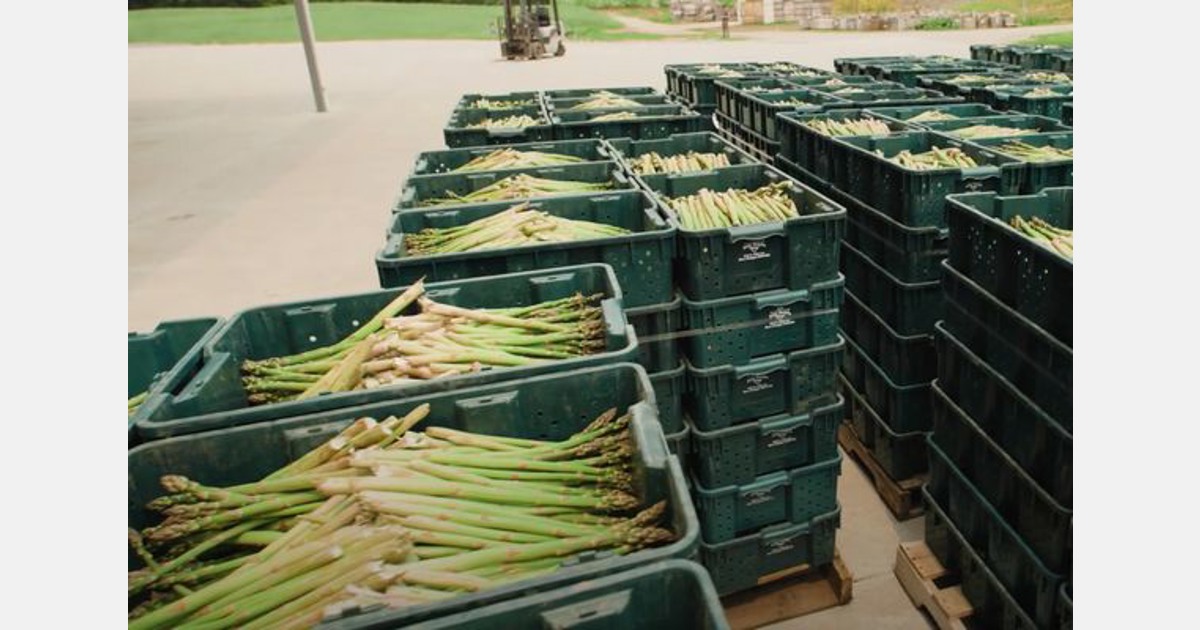 2024 Michigan asparagus season underway