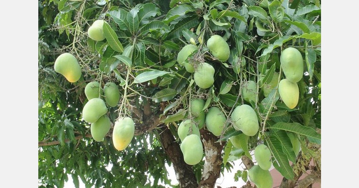 Mango calendar introduced in Bangladesh's Satkhira district