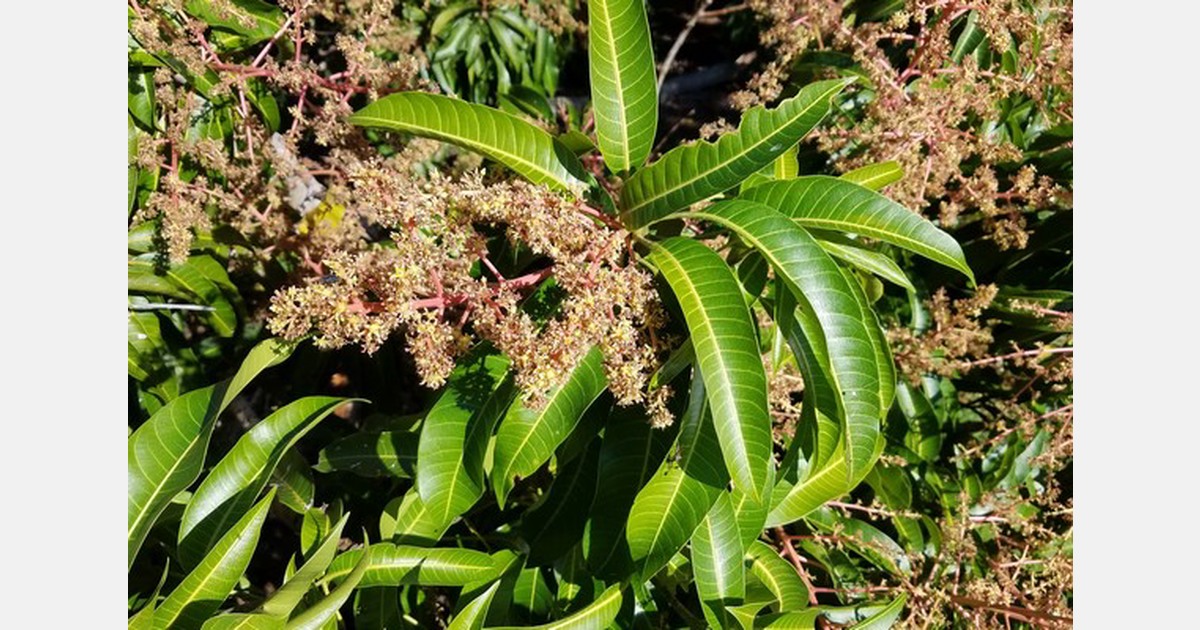 Anticipating the South Florida mango season