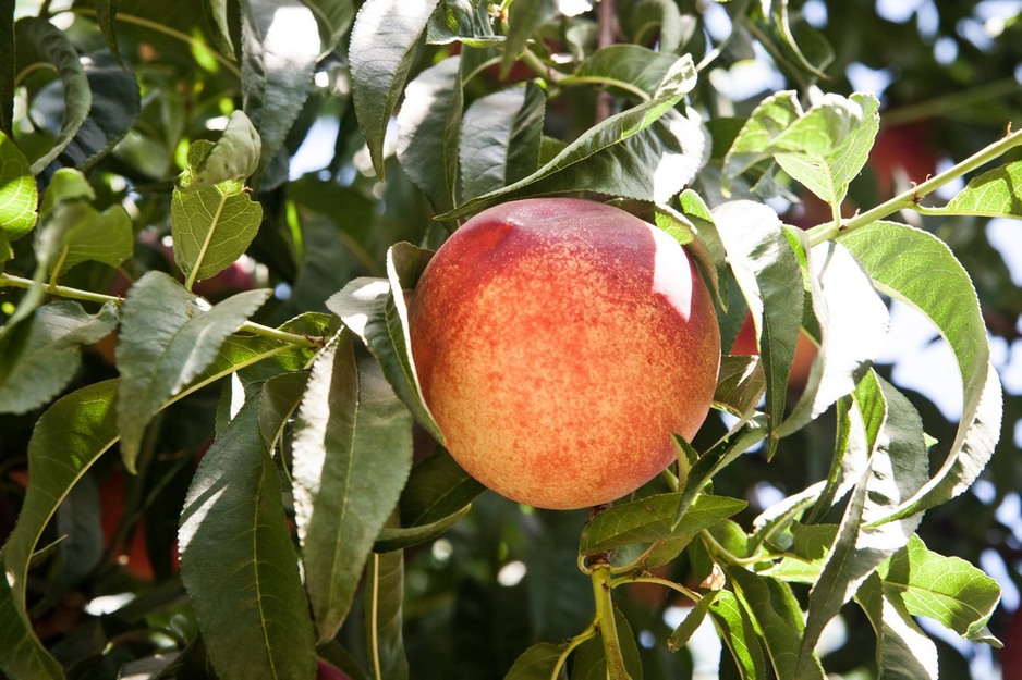 Kicking off California’s stone fruit season