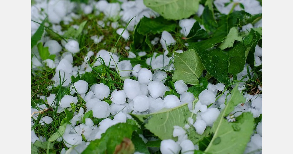 Hailstorm impacts agriculture in north Kashmir and Himachal