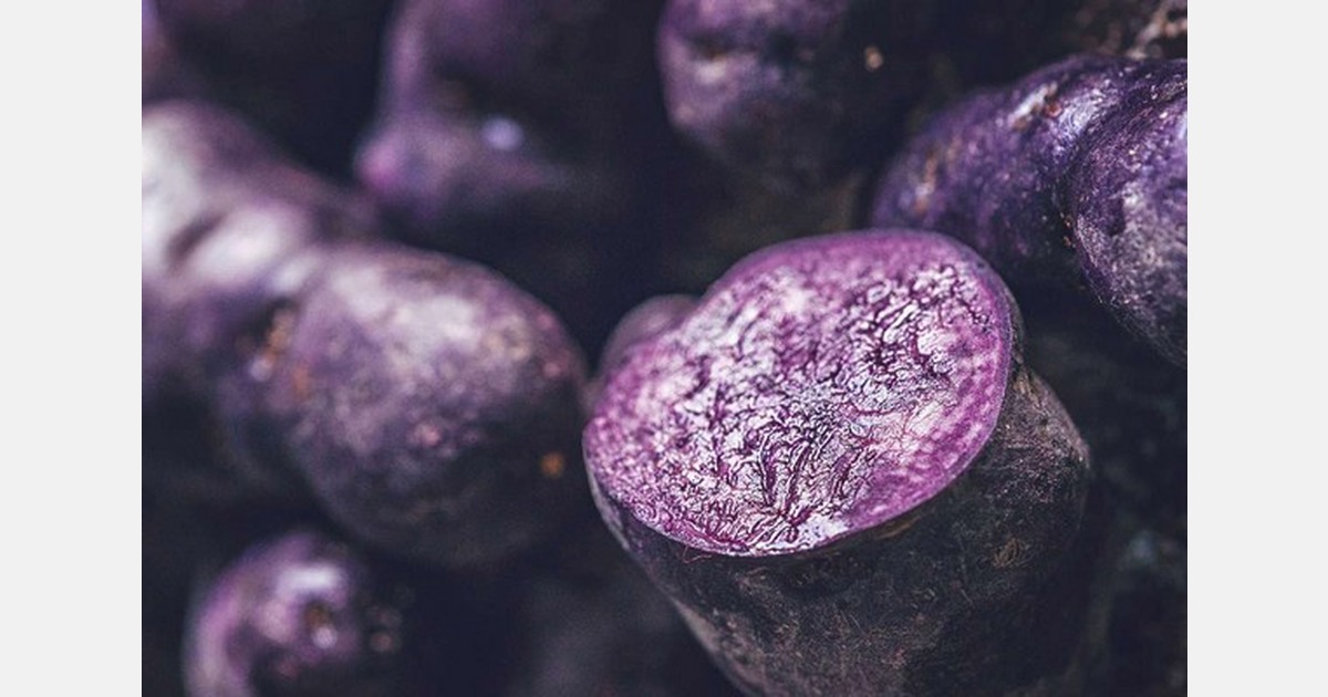 Exploring the potential of purple sweet potatoes in gastric ulcer treatment