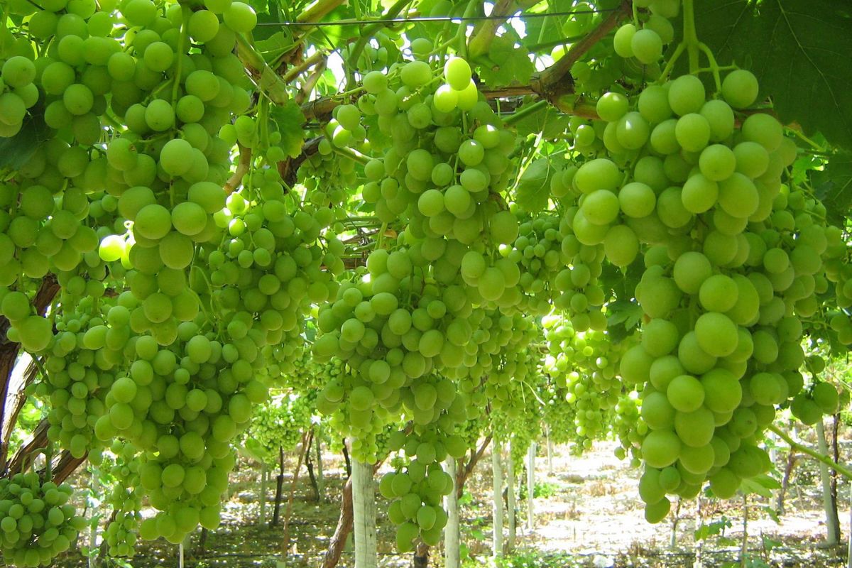 Table grape producers in South Africa and Namibia grow winning varieties