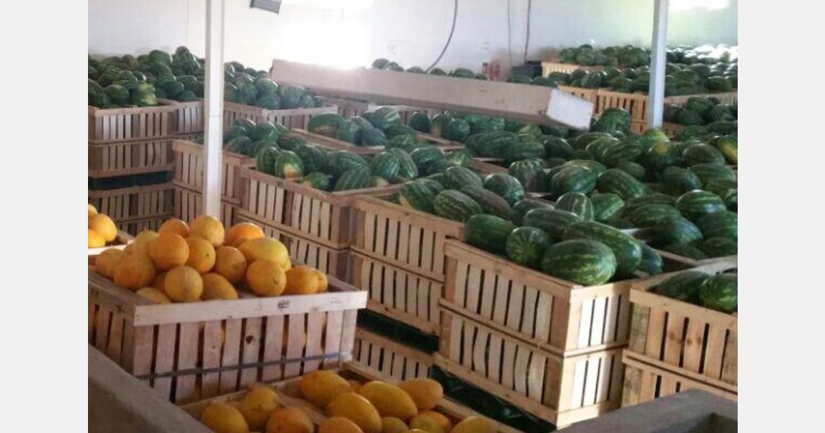 The Moroccan watermelon season is about to begin