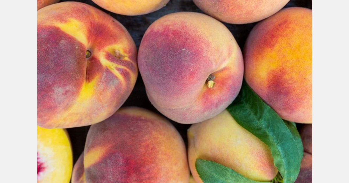 South Carolina peach growers expect good crop