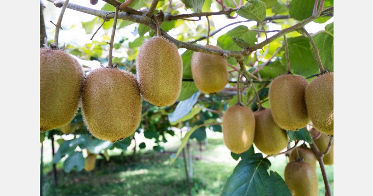 California eyes more colored kiwi production in coming seasons