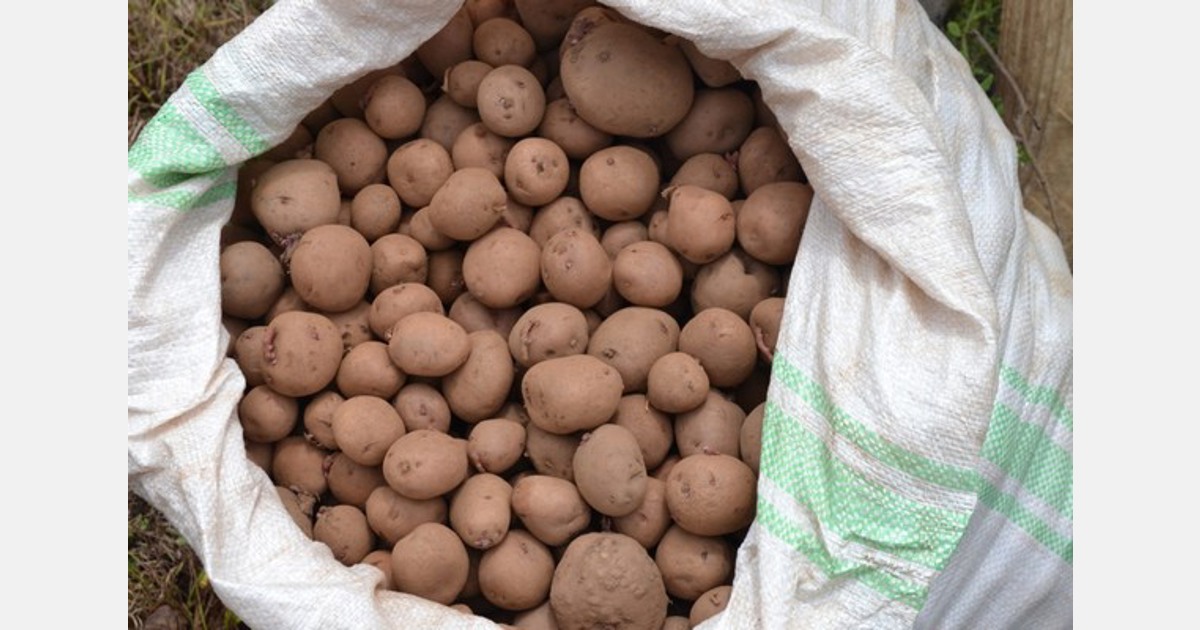 Laikipia county embraces Unica potato variety
