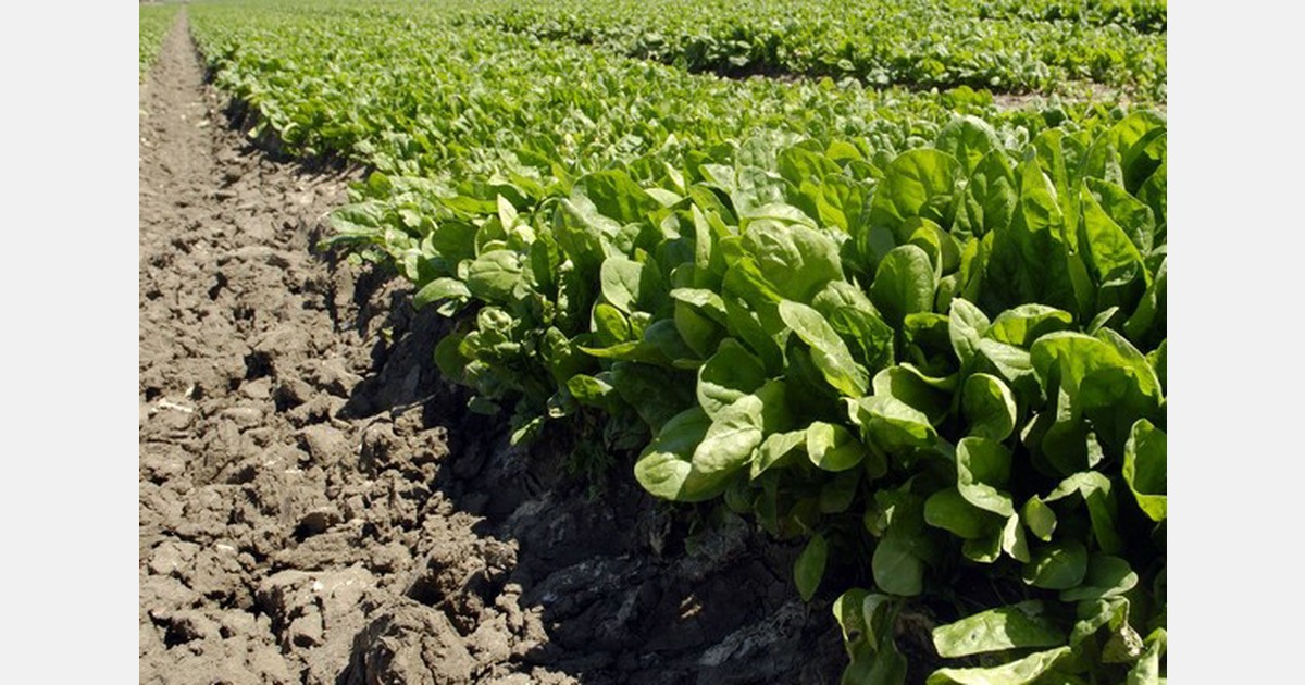 Meteorological Services forecast reduced rainfall in Kenya