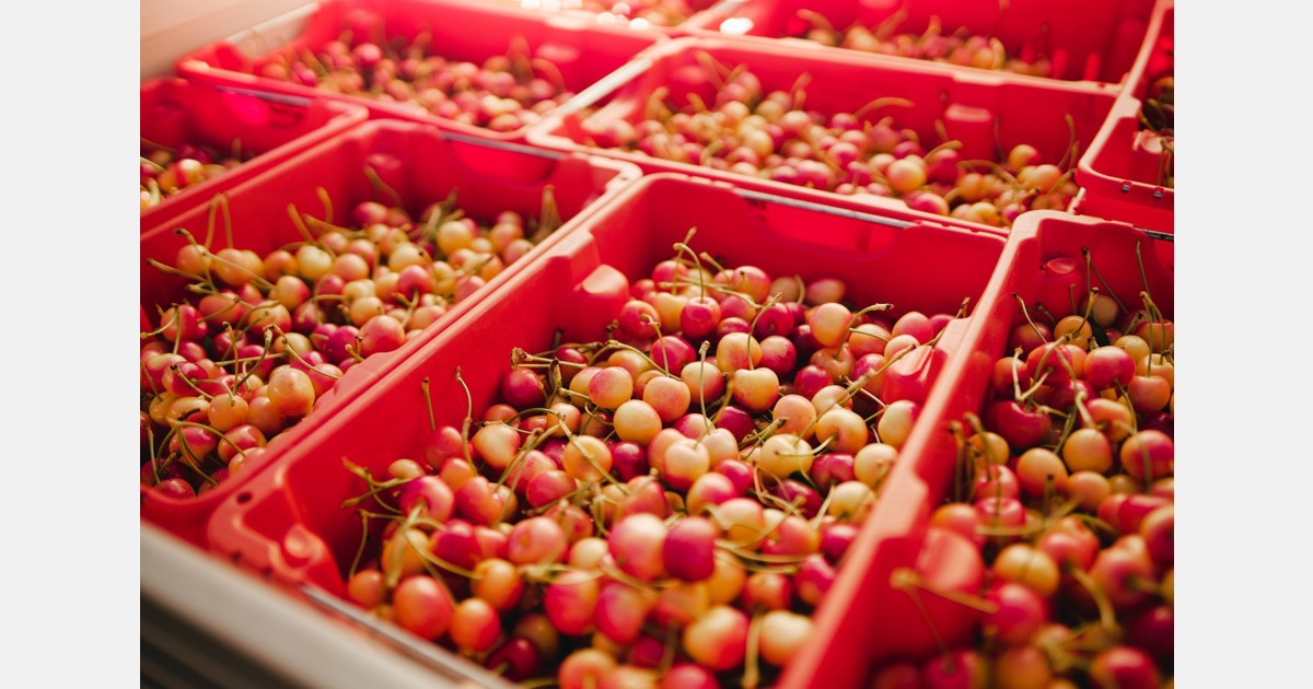 Peak Washington cherry supply ahead for July 4th weekend