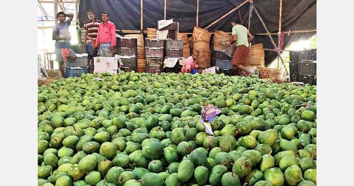 Bangladesh mango export to Europe faces setback amid low yield