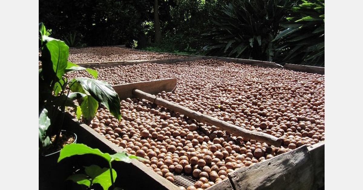 Kenyan macadamia nut production increases as demand grows
