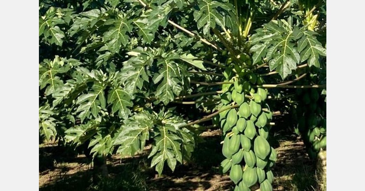 Papaya growth and health properties trial in Tairāwhiti