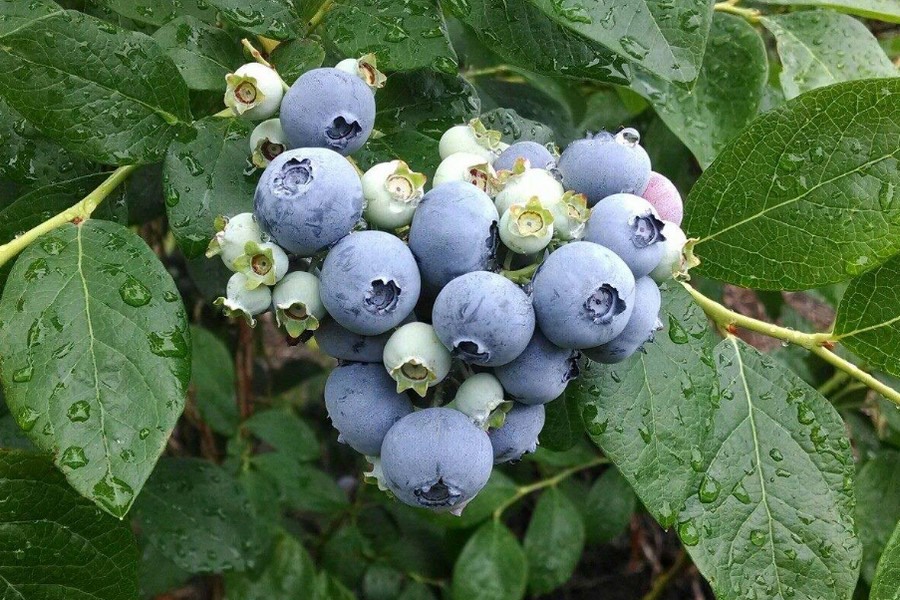 New Jersey blueberry season starts a week early