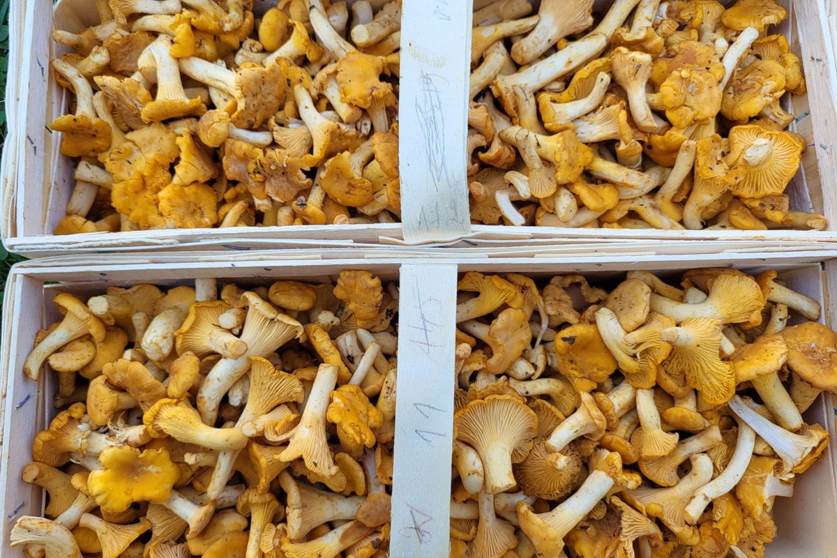 “Lithuanian chanterelles are gaining popularity in Europe and