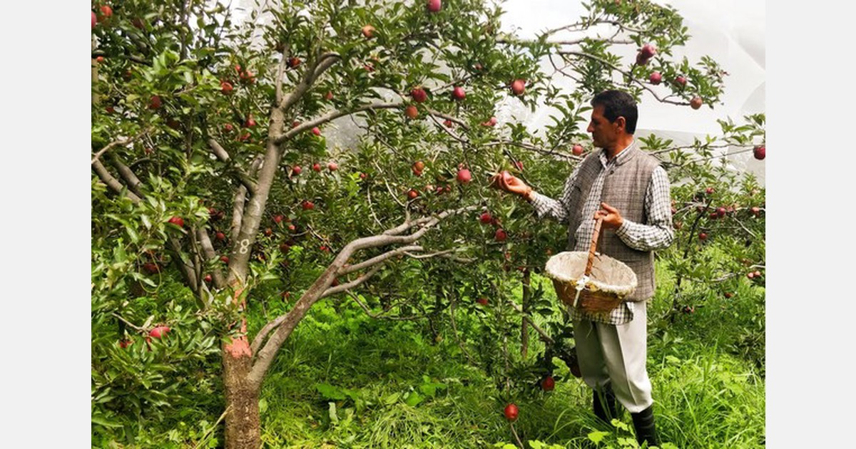 Himachal Pradesh apple growers are facing scab and apple blotch leafminer