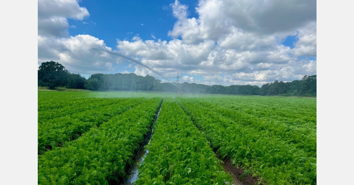 “The UK carrot crop won’t be far from going right through to the new season"