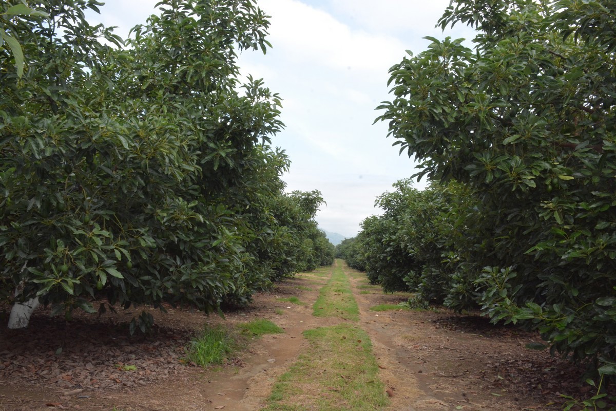 Drought in Mexico leads to delay in start of Jalisco's avocado harvest