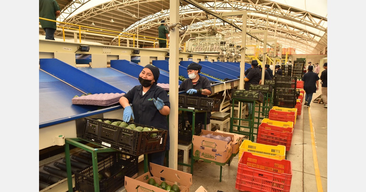Drought in Mexico leads to delay in start of Jalisco's avocado harvest