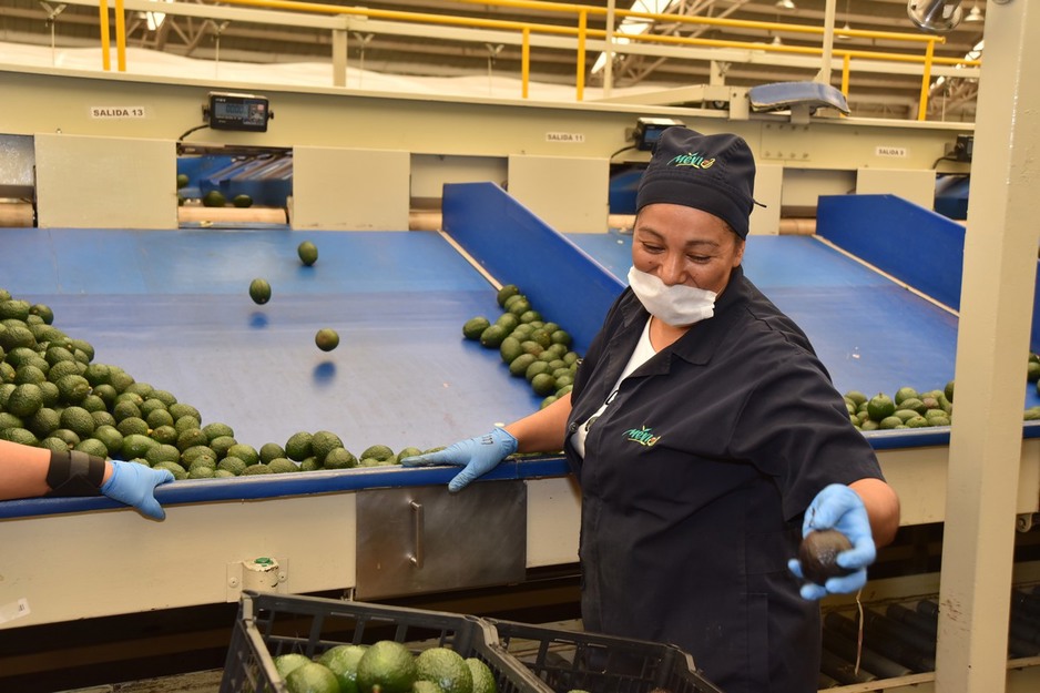 Drought in Mexico leads to delay in start of Jalisco's avocado harvest