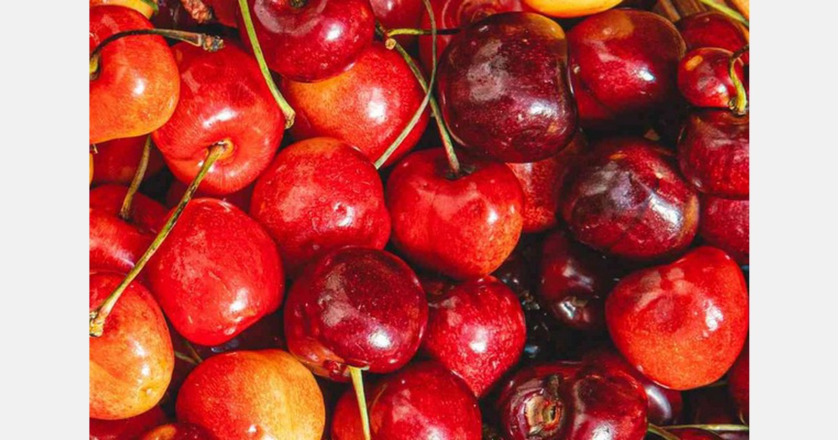 Erratic weather impacts Kashmir cherry production