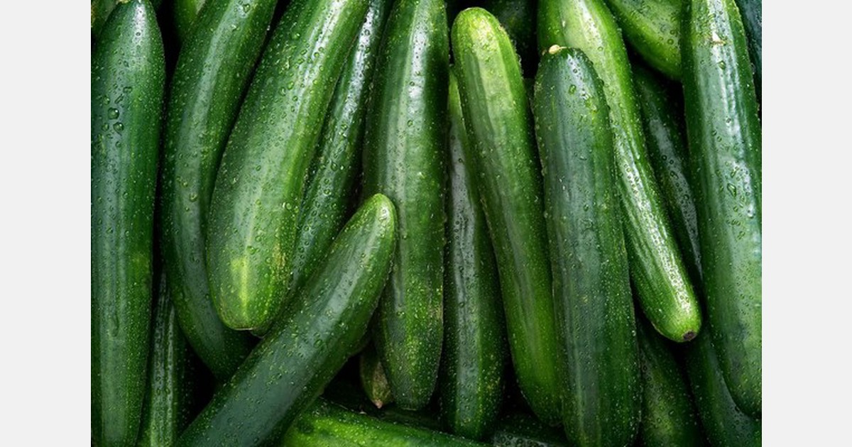 June Salmonella outbreak linked to Florida cucumbers