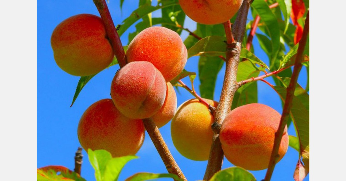 Fruit growers try to adapt in Kelowna following extreme cold