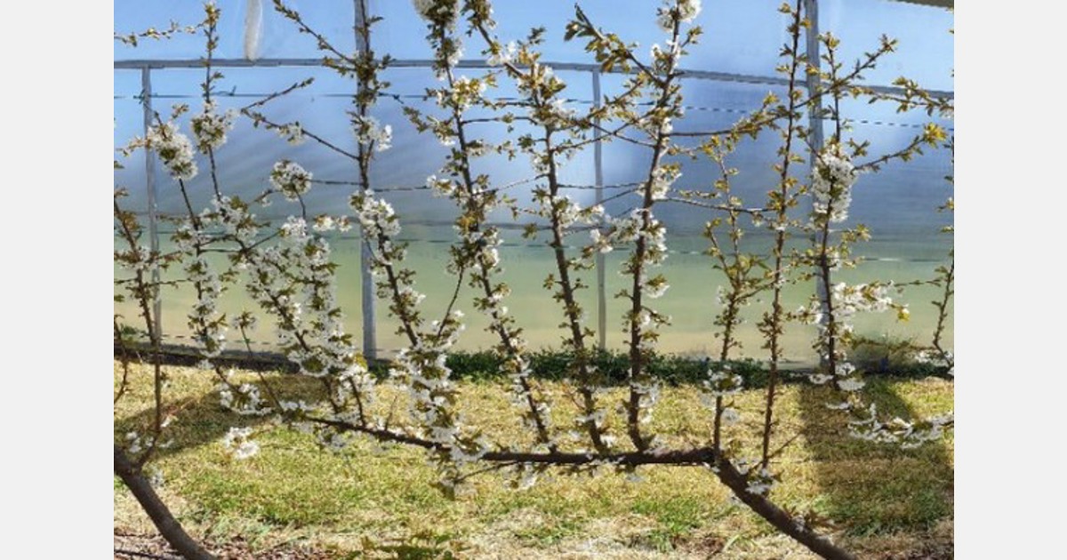 Introducing the UFO cherry growing system in New Zealand