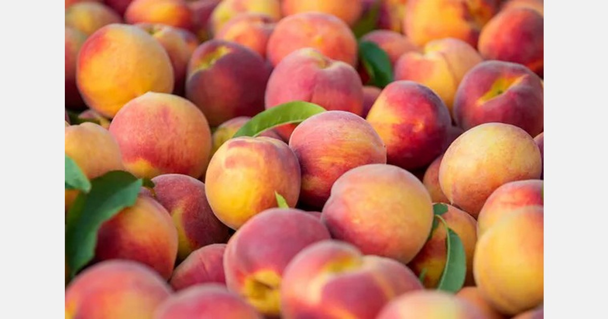 Georgia and Southeast peach growers rebound from frost losses