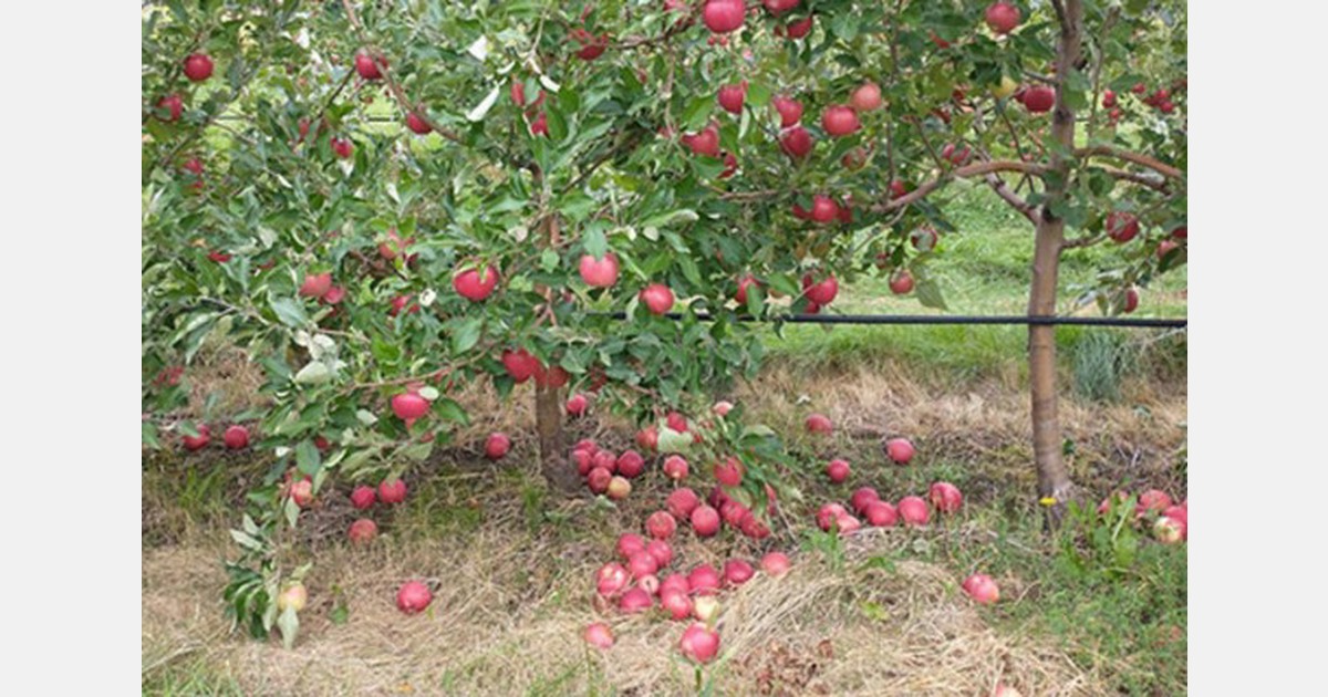 Canterbury orchard has to let apples rot due to high market costs