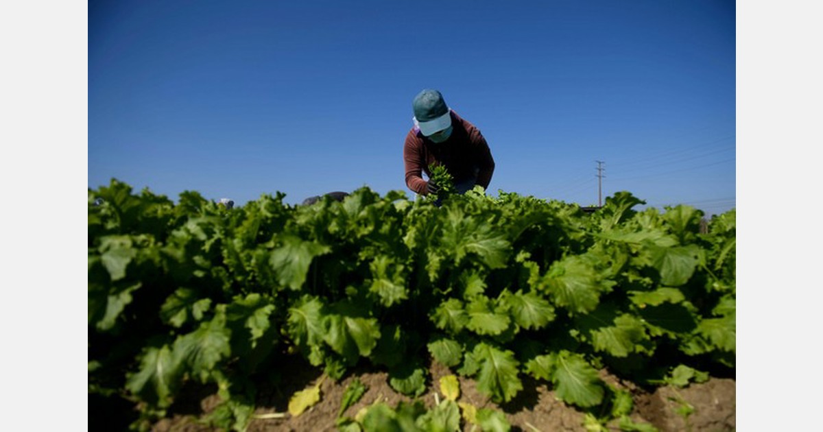 US faces rising produce prices due to extreme heat
