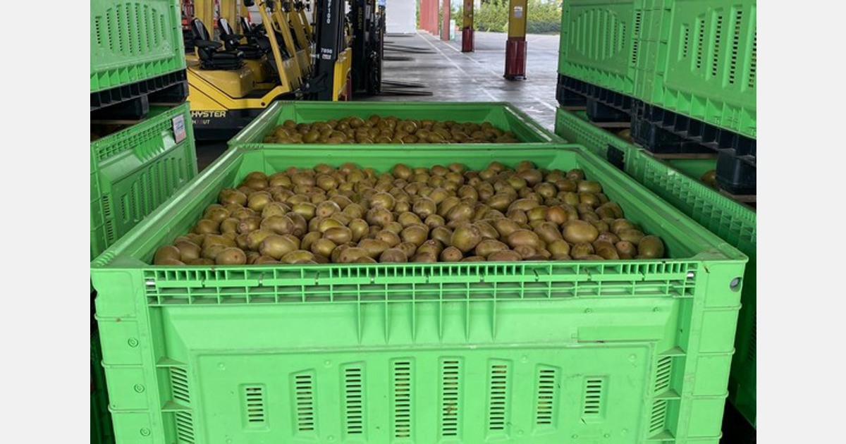 Eastpack facility in Te Puke achieves a new kiwifruit packing milestone