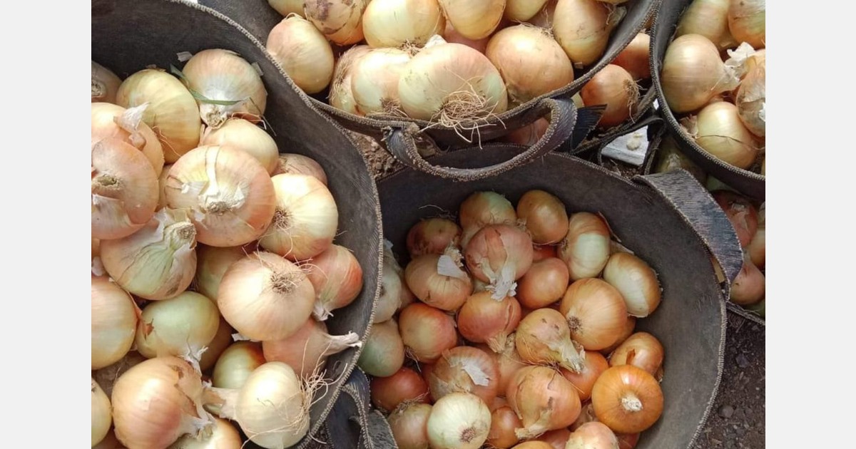 Slow season for Egyptian onions