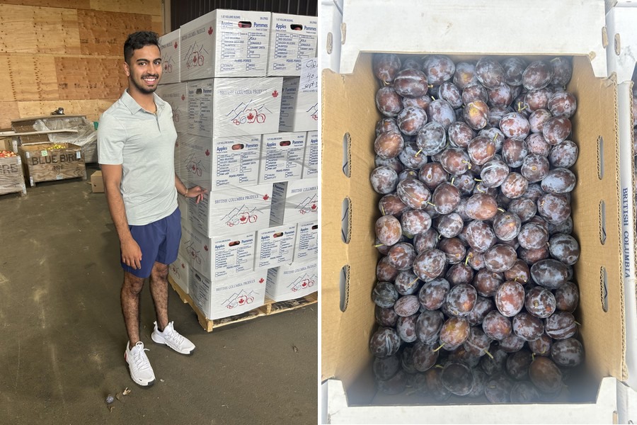 Prune plums emerge from tough British Columbia stone fruit season