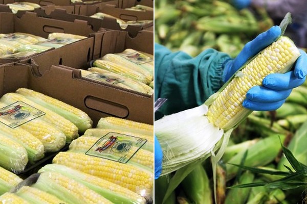 Ontario sweet corn season continues through late September
