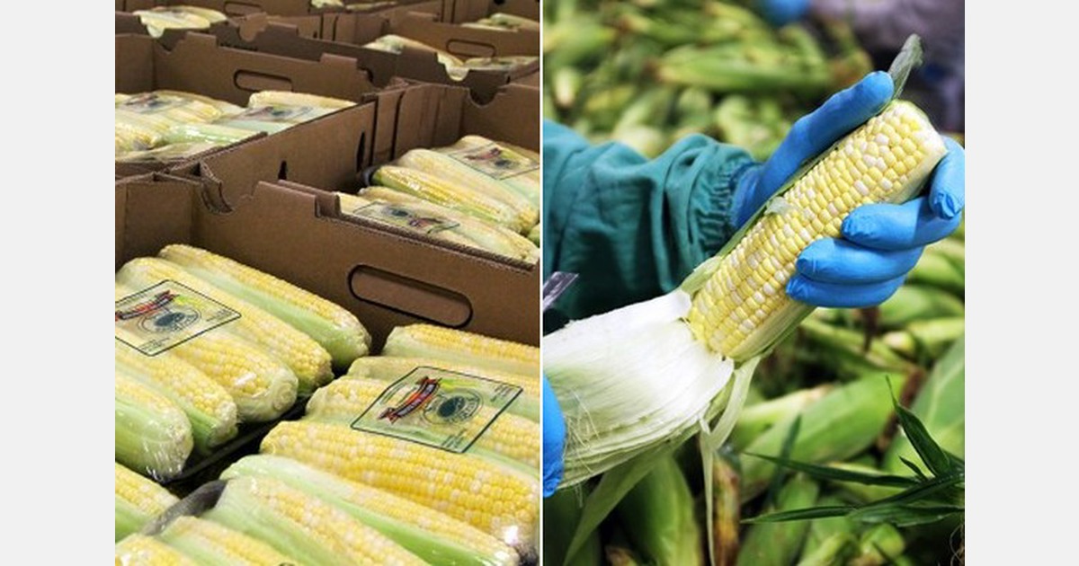 Ontario sweet corn season continues through late September