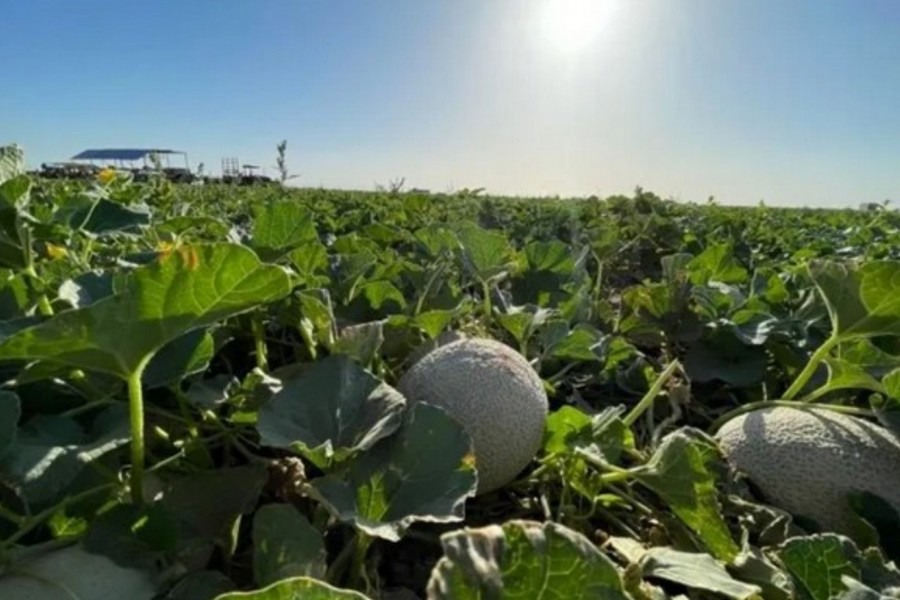 Melonsfieldedited.jpg?preset=