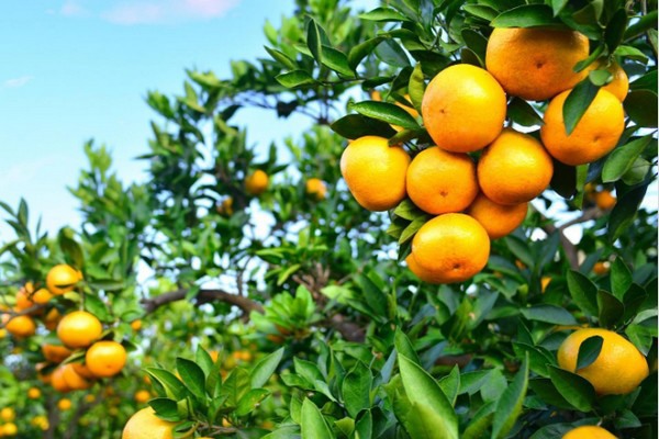 LGSclementinesedited.jpg?