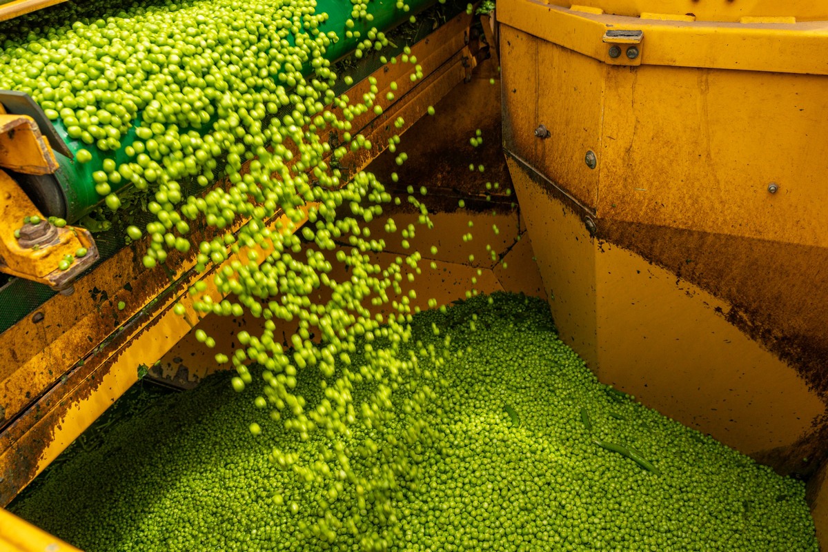 Pea and bean growers association biennial conference innovations and