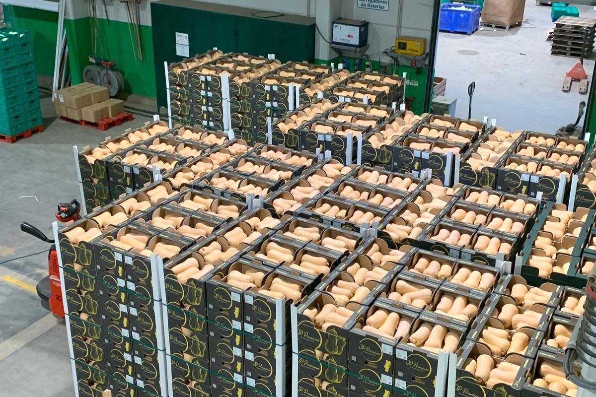 At the moment, prices for pumpkins in central Europe are very low