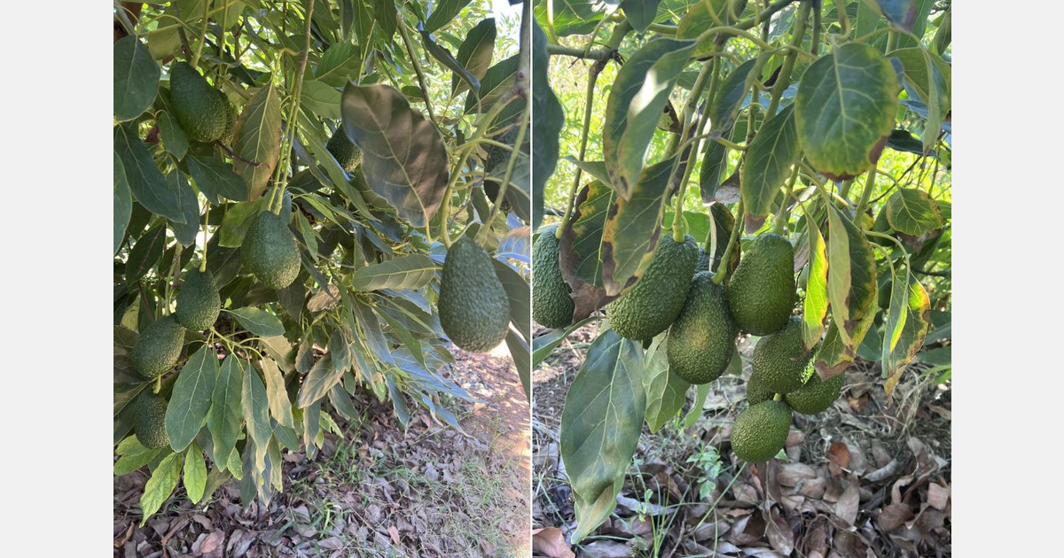 Morocco exported 58,000 tonnes of avocados this season